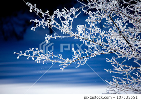 Hoarfrost crystals falling from shining hoarfrost branches 6 Hoarfrost crystals falling from shining hoarfrost branches 6 107535551