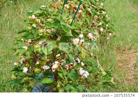 棉花種植 107535574