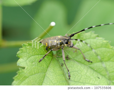 Kiboshikamikiri Kiboshikamikiri 107535606