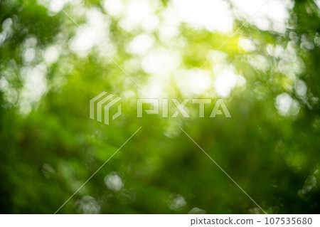 trees bamboo trees green leaves in tropical asia forest old 107535680