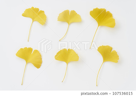 yellow ginkgo leaves on white background yellow ginkgo leaves on white background 107536015