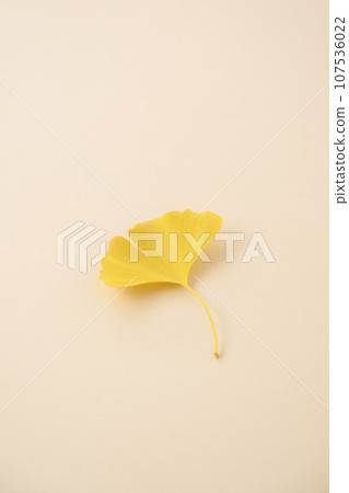 One yellow ginkgo leaf placed on beige paper 107536022