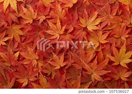 A carpet of autumn maple leaves A carpet of autumn maple leaves 107536027