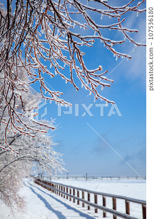 Tree branches covered in rain ice and blue sky shining on a winter farm 1 Tree branches covered in rain ice and blue sky shining on a winter farm 1 107536180