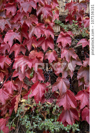Detail of green and red ivy leaves. Detail of green and red ivy leaves. 107536181