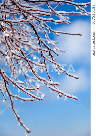 Tree branches covered in shining rain ice and blue sky 1 Tree branches covered in shining rain ice and blue sky 1 107536182