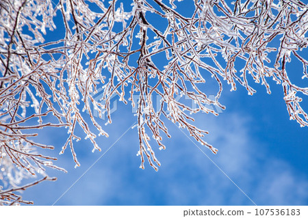 Tree branches covered in shining rain ice and blue sky 2 Tree branches covered in shining rain ice and blue sky 2 107536183