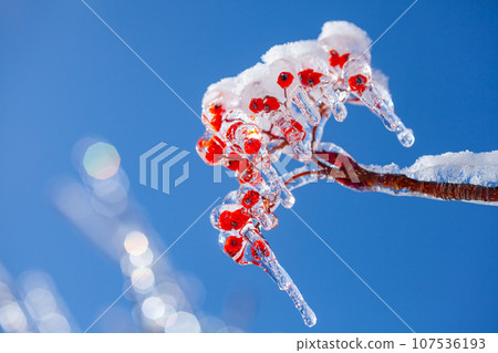 Red rowan berries and blue sky shining in the rain and ice 7 107536193