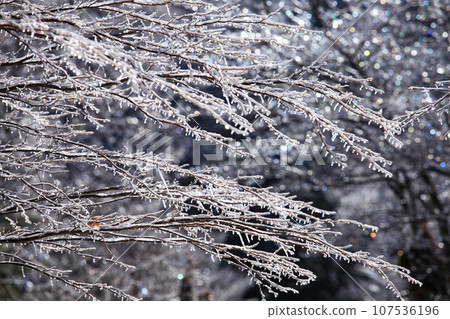 Tree branches covered in shining rain and ice and colorful sparkles 2 Tree branches covered in shining rain and ice and colorful sparkles 2 107536196