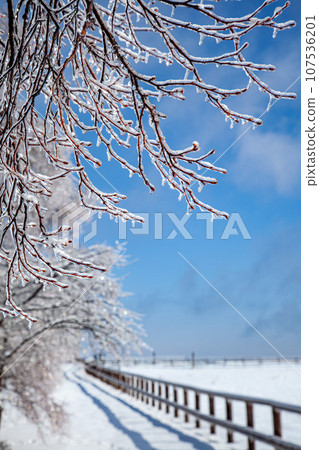 Tree branches covered in rain ice and blue sky shining on a winter farm 3 Tree branches covered in rain ice and blue sky shining on a winter farm 3 107536201