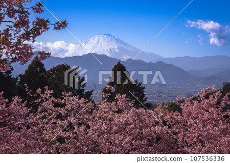 Cherry Blossoms and Mt Fuji in Japan Cherry Blossoms and Mt Fuji in Japan 107536336