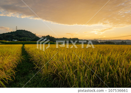 Rice nearing harvest and golden hour Rice nearing harvest and golden hour 107536661