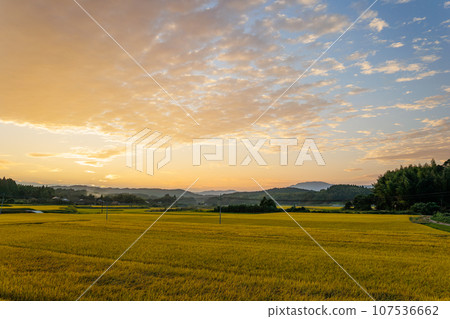 Rice nearing harvest and golden hour Rice nearing harvest and golden hour 107536662