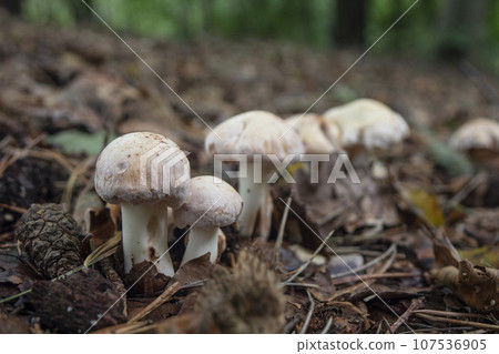 A forest mushroom growing among fallen leaves in the woods 107536905