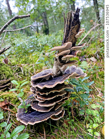 A forest mushroom growing among fallen leaves in the woods A forest mushroom growing among fallen leaves in the woods 107536945