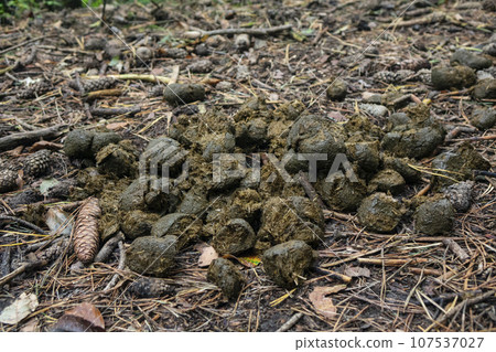 Horse shit on the forest road Horse shit on the forest road 107537027