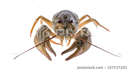 Live crayfish isolated on white background. Clipping path. Live crayfish isolated on white background. Clipping path. 107537203