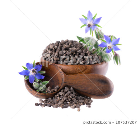 Borage seeds with flowers in wooden bowl, isolated on a white background. Borago officinalis seeds and flowers. 107537207