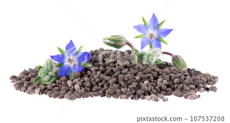 Borage seeds with flowers isolated on a white background. Borago officinalis seeds and flowers. Borage seeds with flowers isolated on a white background. Borago officinalis seeds and flowers. 107537208