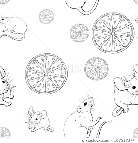 Mice, rats, oranges. Seamless pattern with graphic monochrome illustration. For printing wallpaper, fabric, packaging paper for pet stores, pet products and other products. Domestic and wild rodents. Mice, rats, oranges. Seamless pattern with graphic monochrome illustration. For printing wallpaper, fabric, packaging paper for pet stores, pet products and other products. Domestic and wild rodents. 107537374
