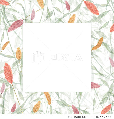 Square frame of dried lagurus and wild oats. Watercolor illustration of avena and bunny tail. Wild herbs, green plants. For postcards, invitations. Space for text 107537378