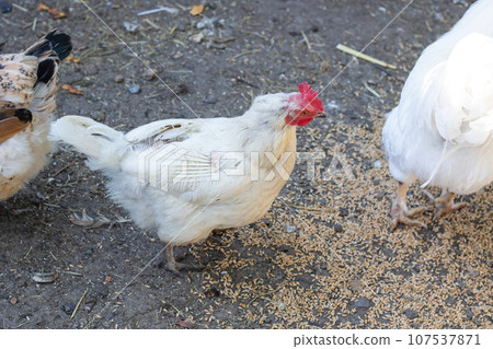 White plucked chicken in the yard closeup 107537871
