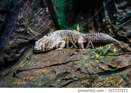 Iguana on a grey stone close up 107537872