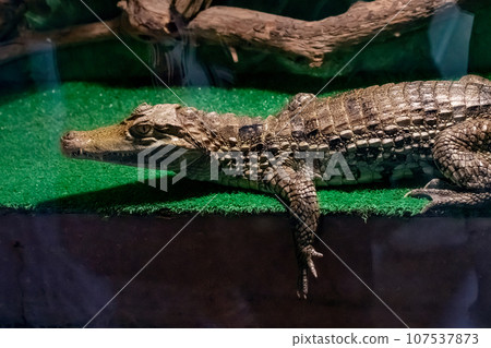 Crocodile on green grass in the dark 107537873