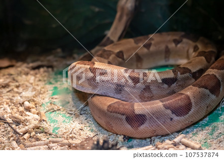Small brown snake in a terrarium closeup 107537874