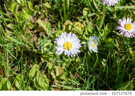 Small daisy flowers among green grass closeup Small daisy flowers among green grass closeup 107537879