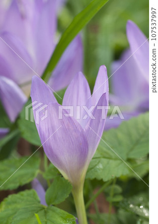 Cute pink colchicum flowers close up Cute pink colchicum flowers close up 107537997