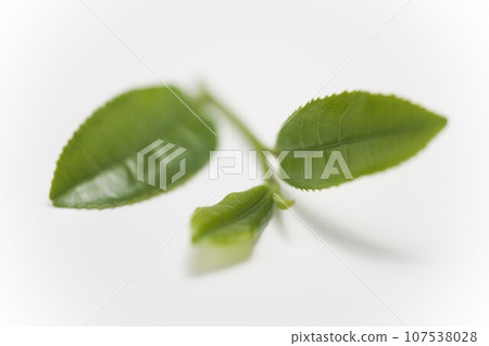Tea sprouts 107538028