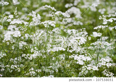 Coriander (herb) 107538031