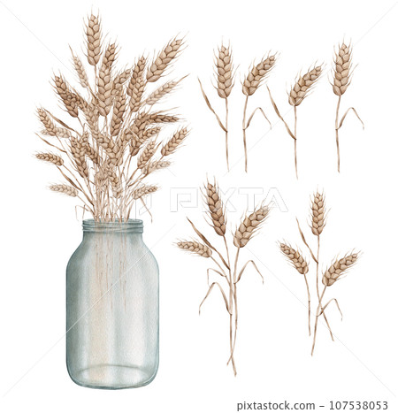 Clipart ears of wheat in a glass vase jar. Set of autumn harvest. Watercolor hand painting illustration on isolated white background. For design bakery, home products, restaurant menu element, recipe 107538053