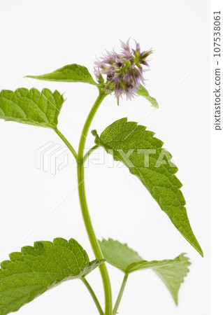 茴香牛膝草草本植物 107538061