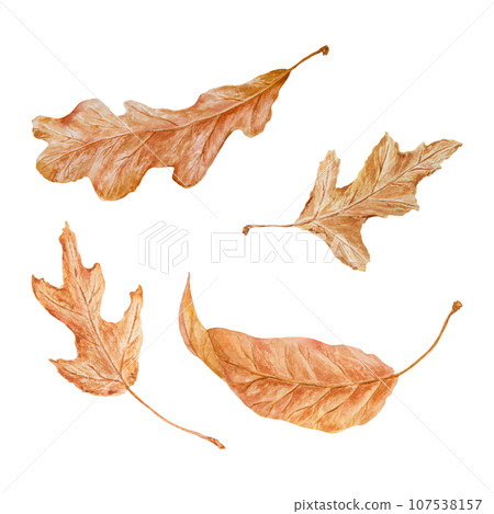 Set of dry brown leaves. Watercolor hand drawn illustration of forest plant element. Floral realistic clip art for eco goods, natural herbal medicine, healthy tea, homeopatic remedies, lables, prints 107538157