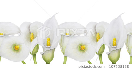 Watercolor seamless border of white calla lily. Hand drawn floral illustration for wedding invitations, floristic, beauty salon. Isolated tropical water arum for greeting 107538158