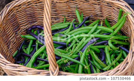 Green and purple long beans in a wicker basket. Overhead view of thin, freshly harvested beans at a farmers market 107538466