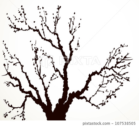 Vector image of mighty tree with bare branches 107538505
