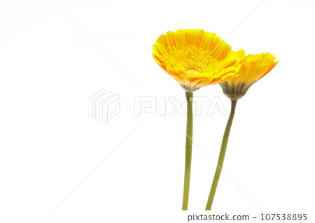 白色背景上的兩朵黃色非洲菊 107538895