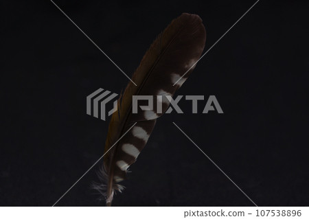 黑色背景上的黑色啄木鳥羽毛 107538896