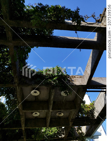 Vines of grapes on a concrete structure. 107539556
