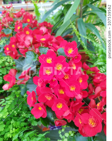 Close up photo rich scarlet begonia among other green plants 107539562