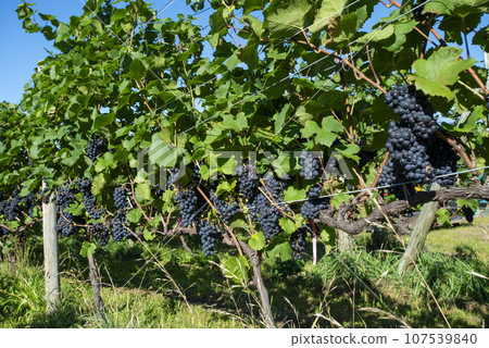 Beautiful vineyards in Hokkaido 107539840