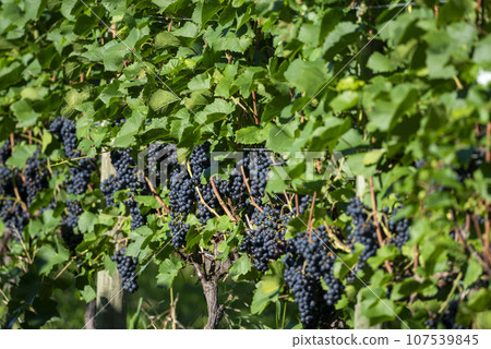 Beautiful vineyards in Hokkaido Beautiful vineyards in Hokkaido 107539845