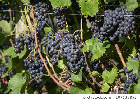 Beautiful vineyards in Hokkaido 107539852