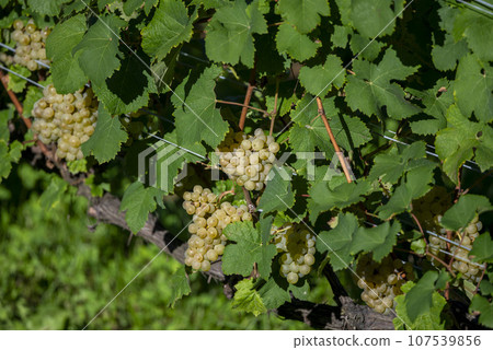 Beautiful vineyards in Hokkaido 107539856