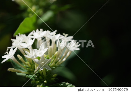 五硫化二磷 107540079