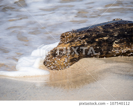 Close-up of driftwood on the beach. 107540112