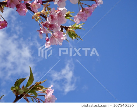 Kawazu櫻花在藍天 107540150